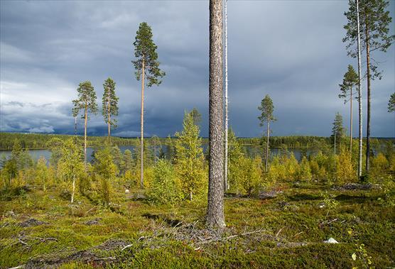 Säästöpuita mäntykankaalla